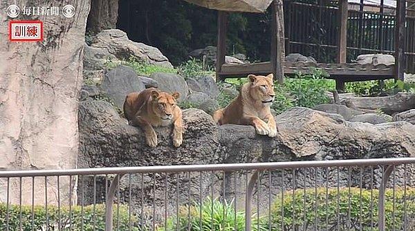 Kameralara yansıyan görüntülerde, kafası karışmış bu iki aslanın bakışları dikkat çekti.