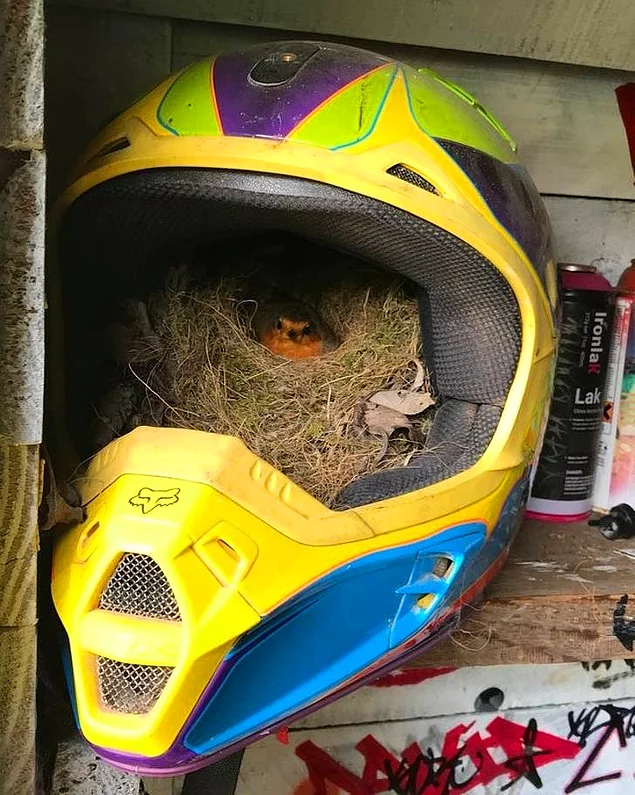 «Эта малиновка свила гнездо прямо в моем мотоциклетном шлеме у меня в сарае».