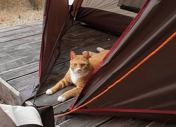 11. «Отправились в поход в первый раз. Это не наш кот. Вот так люди и обзаводятся котами?»