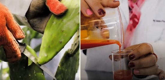 Plastiğe Karşı Savaşa Yeni Soluk: Kaktüs Suyundan Doğal Plastik Ürettiler!