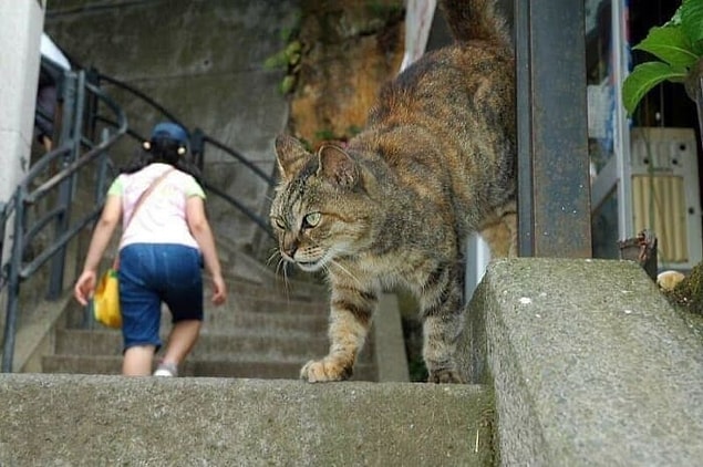 13. Bu normal boyutlarda bir kedinin fotoğrafı.