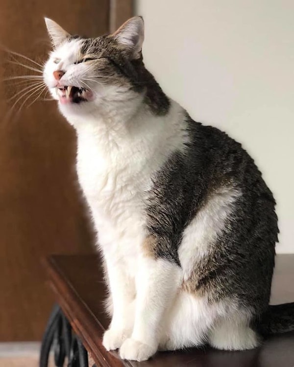 13. "Не хочуууу!"