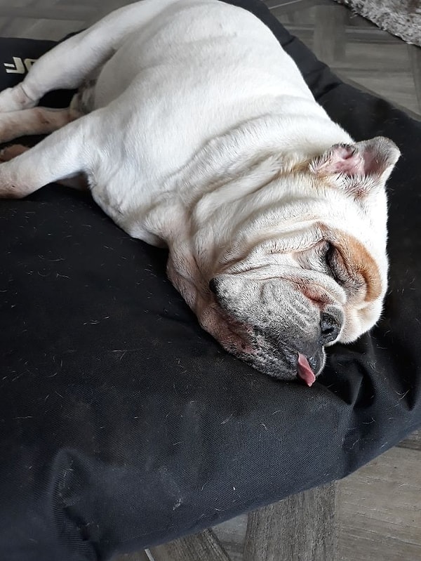 16. "Всем бе-бе-бе. Даже во сне"