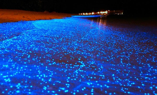 11. На берегах какой страны можно любоваться таким необычным явлением?