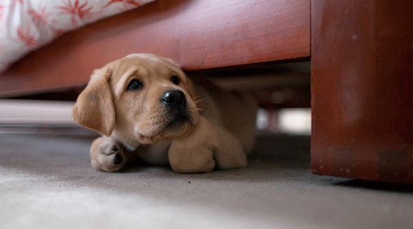 5. В какой стране некоторые больны психосоматическим заболеванием, называемым "синдром беременности щенком"?