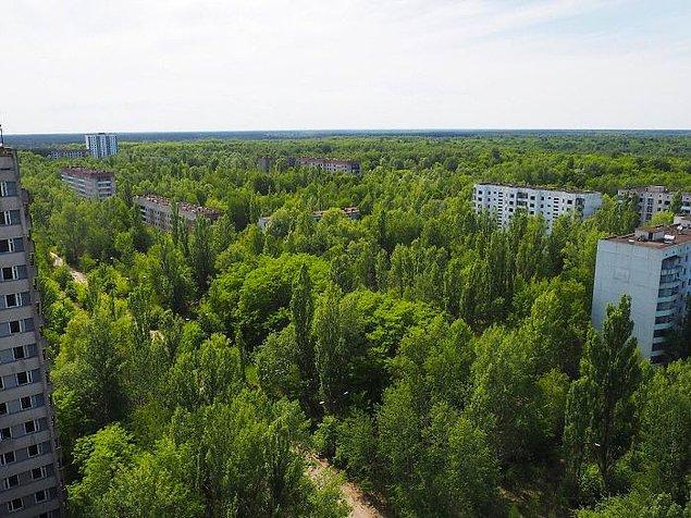 30 фотографий природы, выигравшей битву с радиацией в зоне отчуждения вокруг Чернобыля
