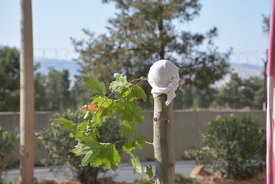 Kaldırımda Yürürken Ağaca Asılıp Kırmıştı: Mahkeme 100 Fidan Dikme Cezası Verdi