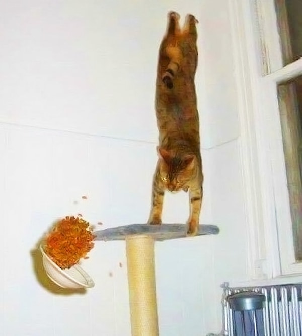 23. За секунду до "Барсик, ну ты и идиот!" и большой последующей уборки