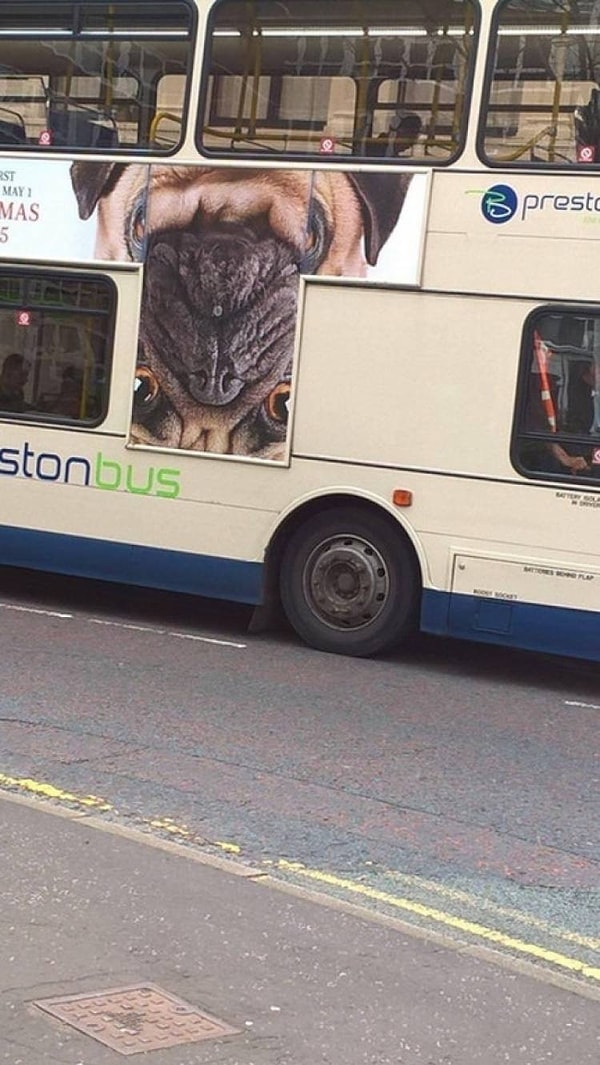 15. Либо это новая порода мопсов, либо кто-то облажался