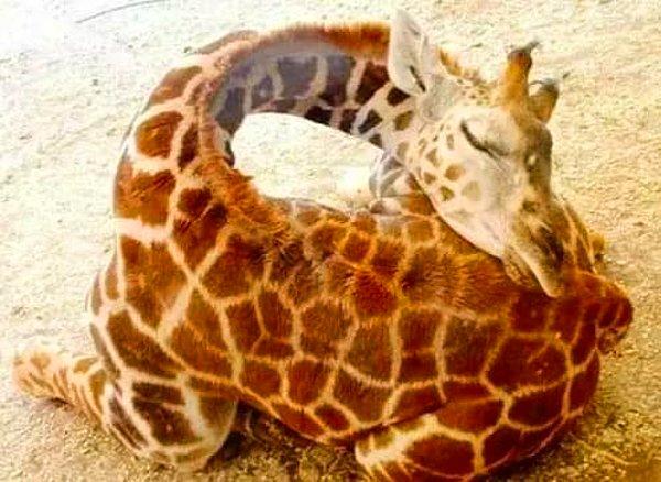 3. Yavru zürafalar, kafaları kalçalarının üzerinde uyurlar.