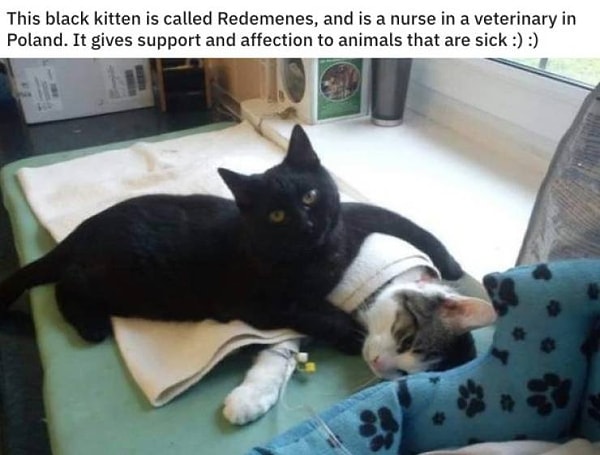 15. Этого черного кота зовут Редеменес. Он подрабатывает медсестрой в ветеринарной клинике и поддерживает больных животных своей заботой и лаской :)