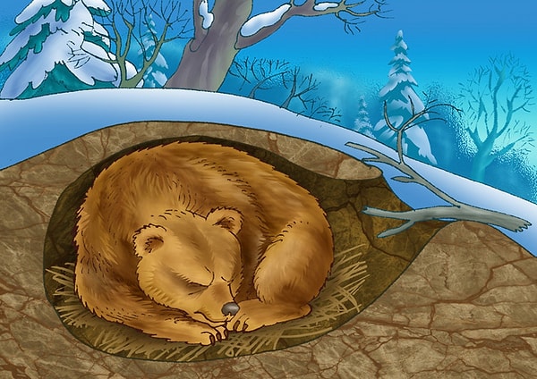 2. А какой зверь не впадает в зимнюю спячку?