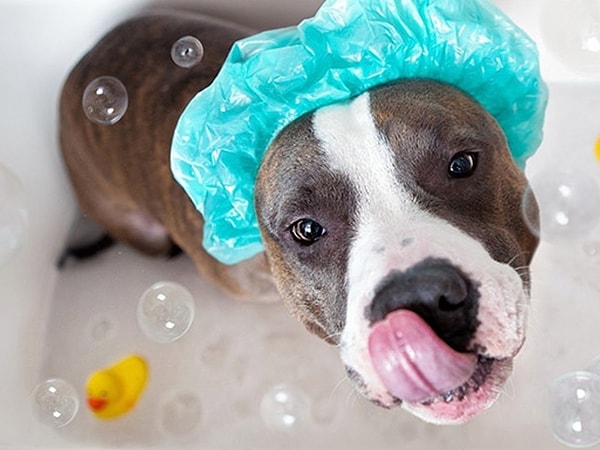 1. Как называются болезни человека и животных, вызываемые насекомыми?