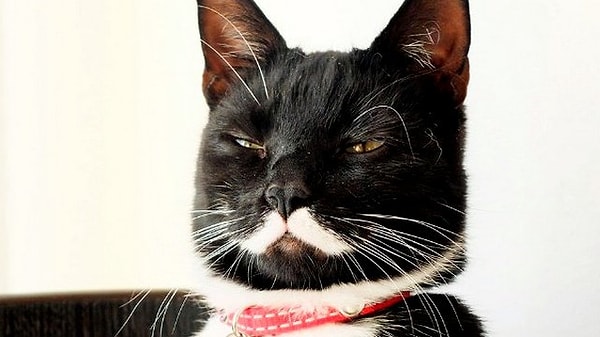 6. Сколько у кота усов? (в среднем)