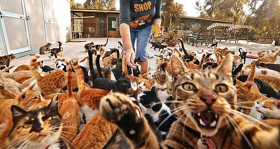 Мур-мур тест из 15 вопросов только для законченных кошатников (собачникам вход воспрещен)