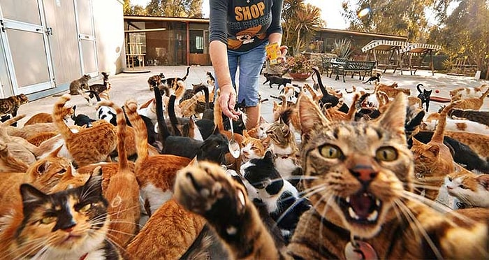 Мур-мур тест из 15 вопросов только для законченных кошатников (собачникам вход воспрещен)