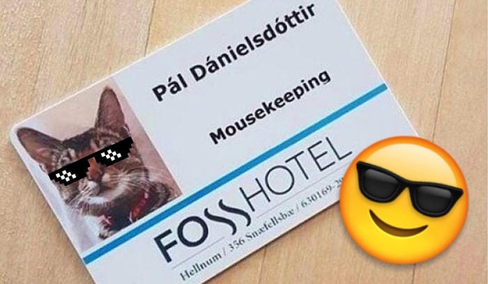 Сидите на шее у мамы и не можете найти работу? Зацените этих 25 котов, которые сами зарабатывают себе на корм и игрушки