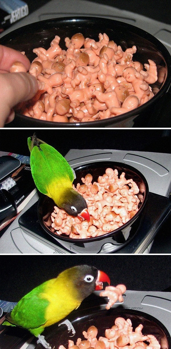 23. "Этих младенцев я купил в местной комиссионке. Не зная, что с ними делать, просто положил их в миску. Теперь с ними играется мой попугай"