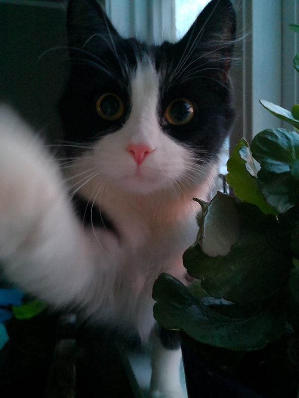 8. Когда селфи кота круче твоего