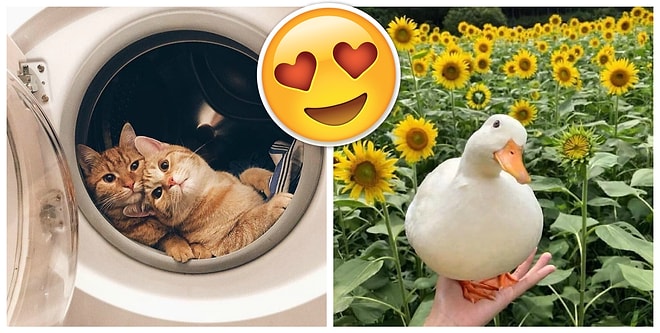 Если вы еще не научились позировать перед камерой, эти животные дадут пару-тройку дельных советов