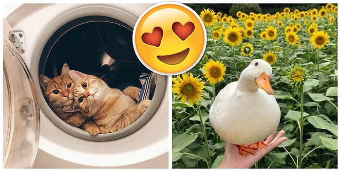 Если вы еще не научились позировать перед камерой, эти животные дадут пару-тройку дельных советов