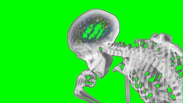 5. Что в анатомии не является туловищем?