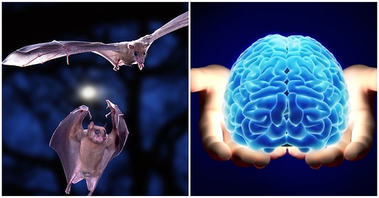 Zihinsel Hastalıkların Tedavisi İçin Önemli Bir Gelişme: Sosyalleşme Esnasında Hayvanların Beyinleri Ortak Çalışıyor