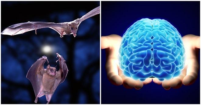 Zihinsel Hastalıkların Tedavisi İçin Önemli Bir Gelişme: Sosyalleşme Esnasında Hayvanların Beyinleri Ortak Çalışıyor
