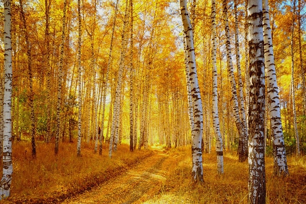 1. Отговорила роща золотая Березовым, веселым языком, И журавли, печально пролетая, Уж не жалеют больше ни о ком.