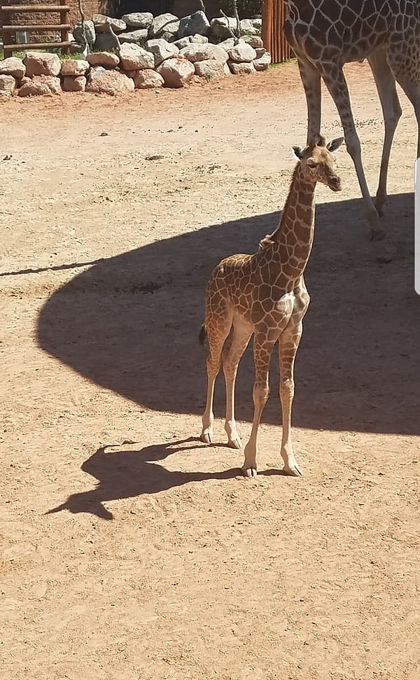 6. Так жираф или всё же единорог?