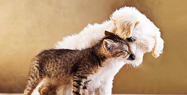 Отзывчивый