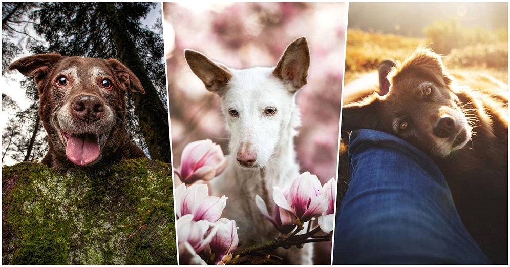 Sadık Dostlarımızın Fotoğraflarının Ödüllendirildiği 2019 Köpek Fotoğrafçıları Yarışmasının Kazananları Açıklandı