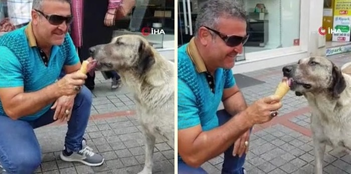 Aşırı Sıcaklardan Bunalan Köpek Dondurma Yedi