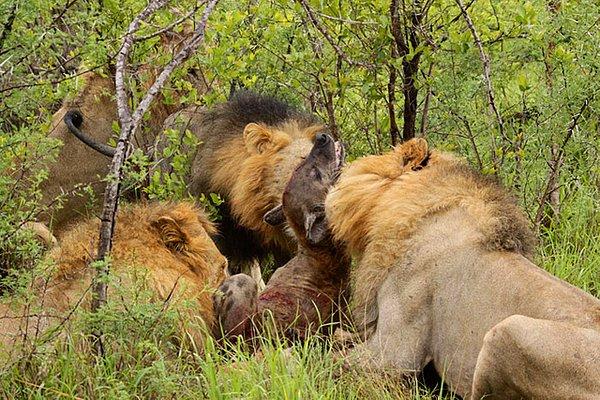 14. Bir sırtlanı öldüren aslanlar. Aslanlar sırtlanı yememiş, onlar ortadan kaybolunca diğer sırtlanlar yemiş.