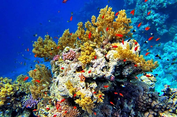 11. Какое море является самым соленым?