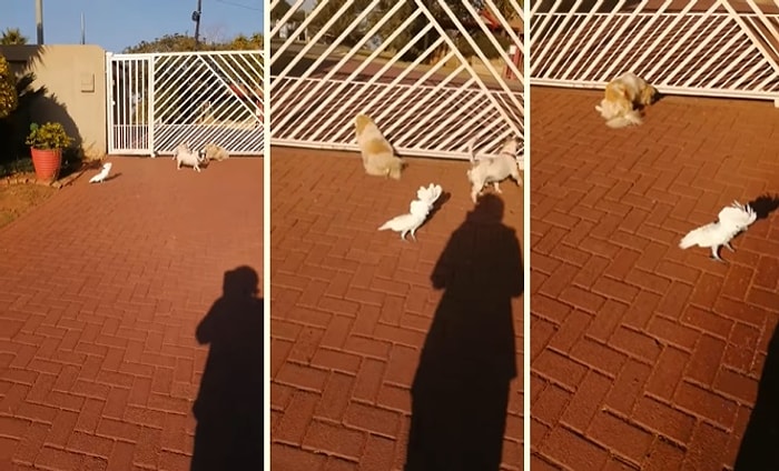 Evin Köpeklerine Özenip Havlayan Papağan