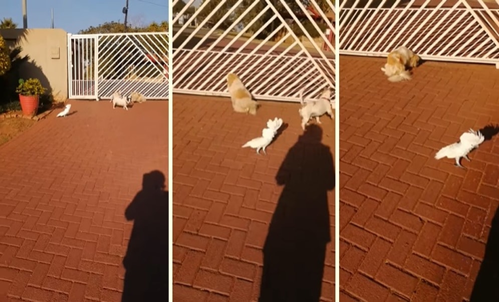 Evin Köpeklerine Özenip Havlayan Papağan