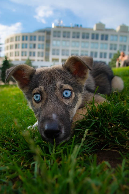 Köpek Severlerin "Bakmaya Doyamayacağı" 20 Fotoğraf