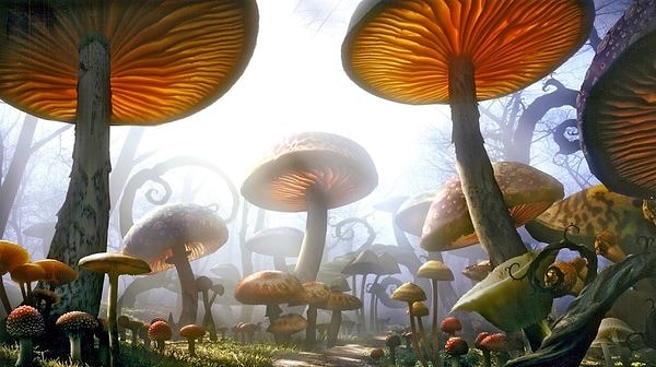 9. 350 миллионов лет назад поверхность Земли была покрыта 7-метровыми грибами