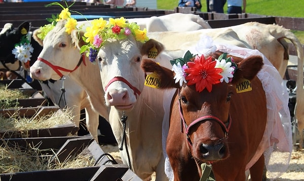 2. А "сабантуй" в переводе с местного диалекта обозначает...