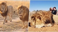 Caniliğin Böylesi! Bir Aslanı Öldürdükten Sonra Önünde Öpüştükleri Fotoğrafı Yayınlayan Çift