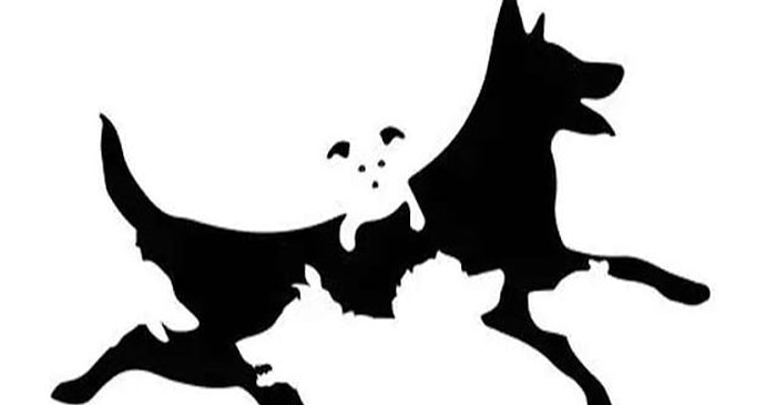 Тест: Скажите, сколько собак вы видите, и узнайте свой умственный возраст