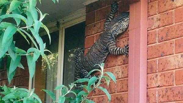 6. Avustralya'da bir eve girmeye çalışan Komodo ejderi.
