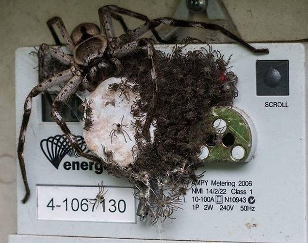 11. Bazı örümcekler sahiplerinin evlerindeki küçük böceklerin sayısını azaltıyor, bazıları ise elektrik sayaçlarının okunmasını engelliyor.