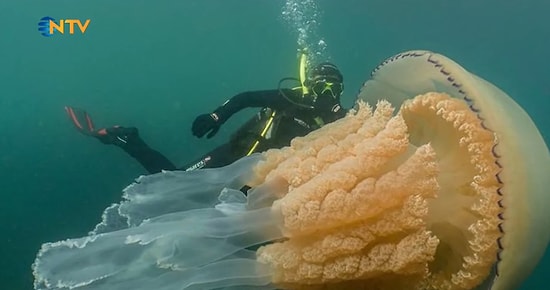 Dünyanın En Büyük Denizanası Görüntülendi: İnsan Boyutunda!