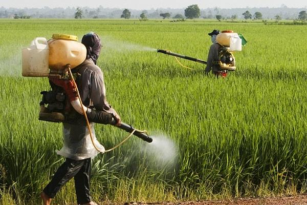 Pestisit nerelerde kullanılır ve ne gibi zararları vardır?