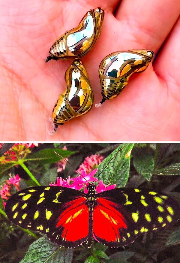 5. Bir kelebek türü olan Tithorea Terracina kozaları resmen altına benziyor!