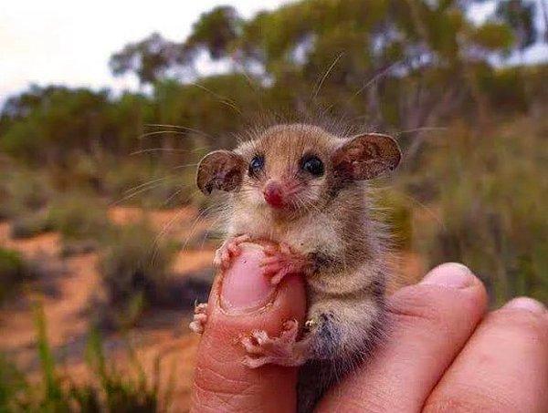 7. Avusturalya'da bulunan keseli bir cüce sıçan.