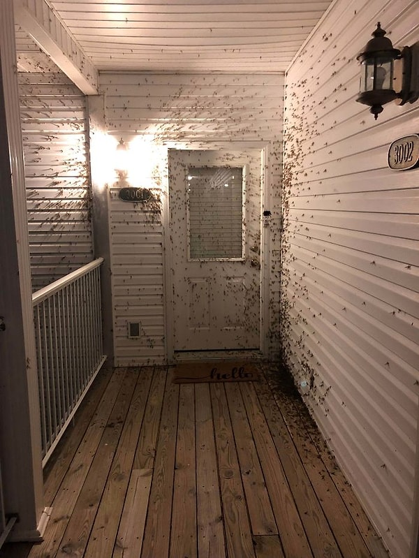 25. Именно через эту дверь ему нужно было пройти, чтобы добраться со своей спальни.