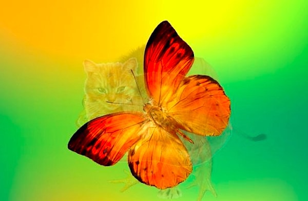 Вы увидели бабочку: